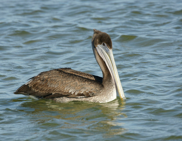 Brown Pelican  - Texas