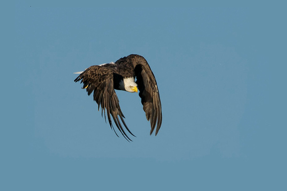 Bald Eagle - Maine