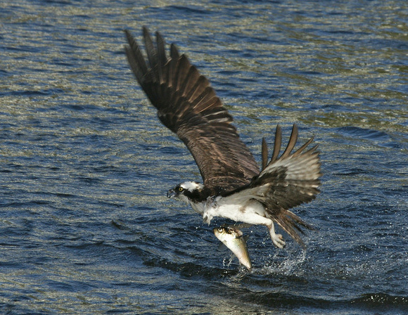 Osprey - Maine