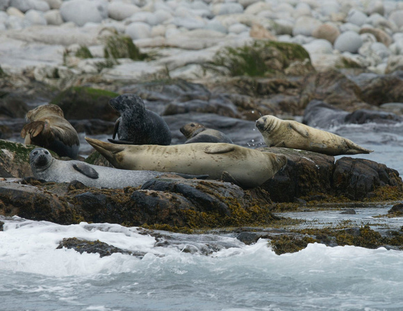 Harbor Seals - Maine