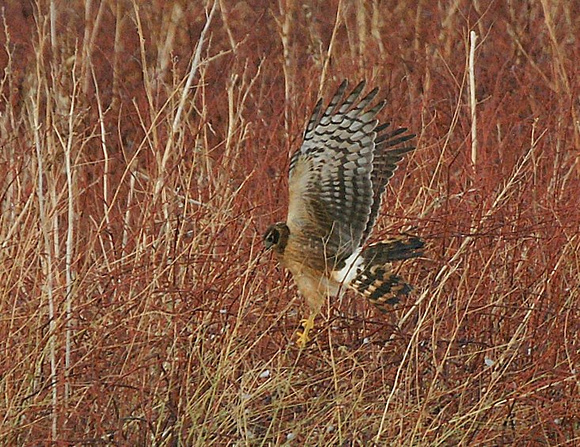 Northern Harrier - New Mexico