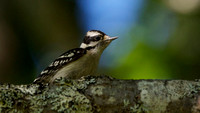 Downy Woodpecker - Maine