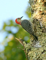 Red-bellied Woodpecker - Maine
