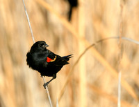 Red-winged Blackbird - Texas