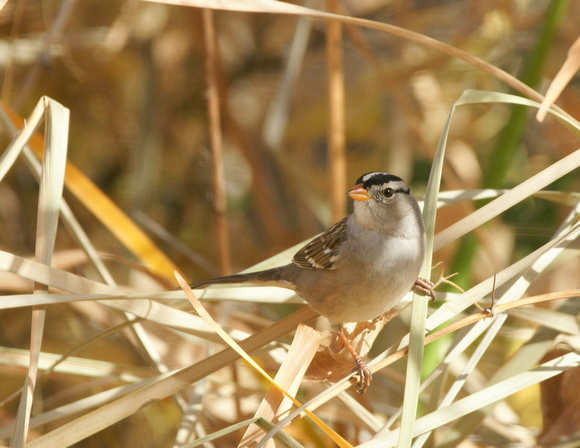 White-crowned Sparrow - New Mexico