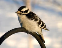 Downy Woodpecker - Maine