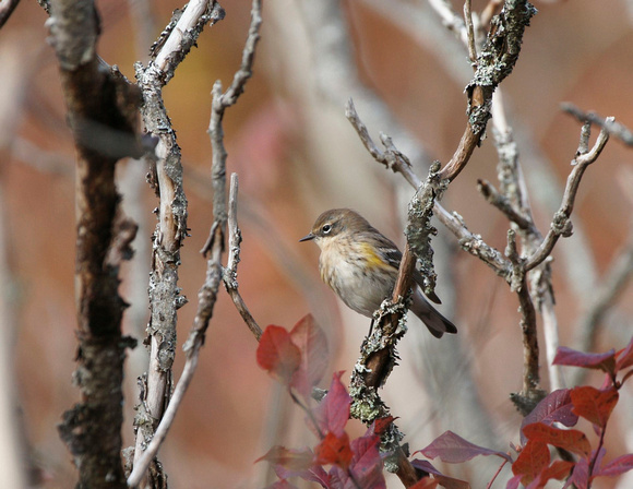 Yellow-rumped Warbler - Maine
