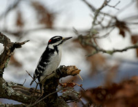 Hairy Woodpecker - Maine