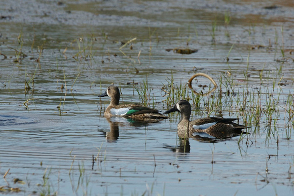 Blue-winged Teal - Texas