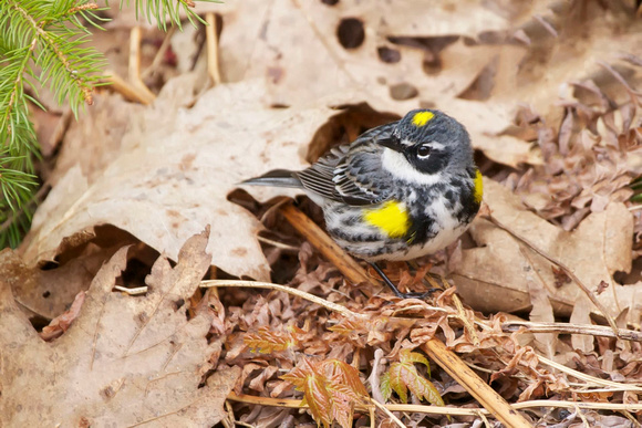 Yellow-rumped Warbler - Maine