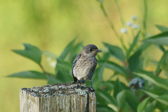 Eastern Bluebird (j) - Maine
