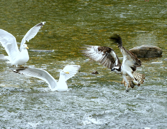 Osprey & Herring Gull - Maine