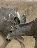 Mule Deer - Texas