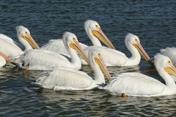 White Pelican - Texas