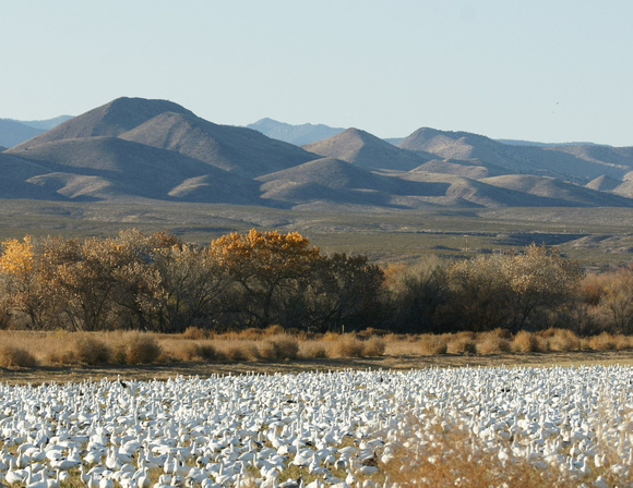 Snow Goose - New Mexico
