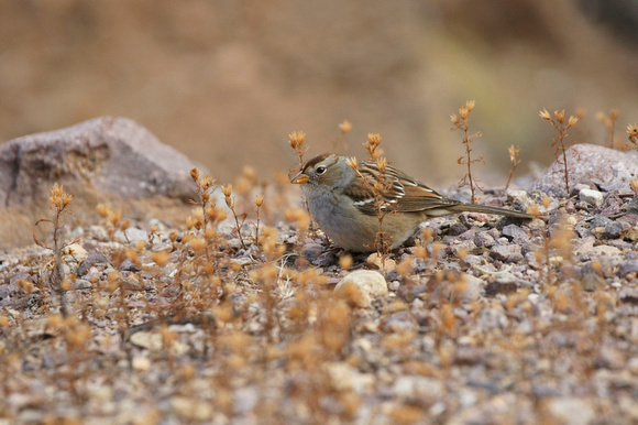 White-crowned Sparrow (j) - New Mexico
