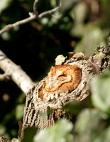 Eastern Screech-Owl (Red morph) - Massachusetts