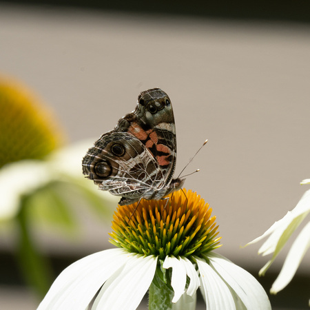 Red Admiral 7/31/22