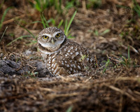Burrowing Owl - Florida