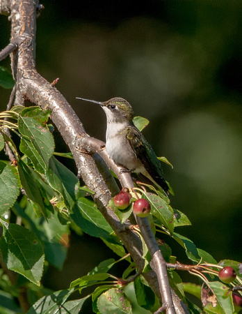 Ruby-throated Hummingbird - Maine