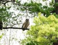 Great Horned Owl (j) - Maine