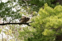 Great Horned Owl (j) - Maine