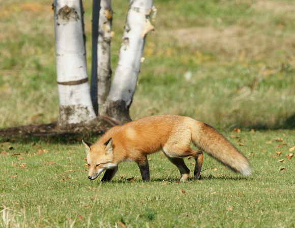 Red Fox - Maine