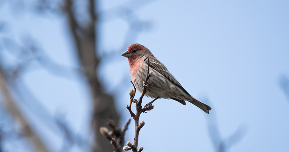 House Finch - Maine