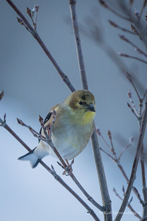 American Goldfinch - Maine