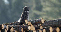 Great Gray Owl - Maine