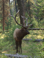 Elk - Alberta