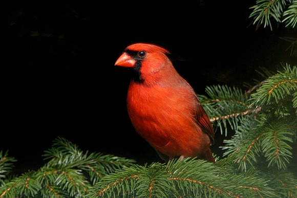 Northern Cardinal - Maine