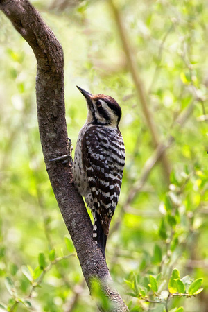 Ladder-backed Woodpecker - Texas