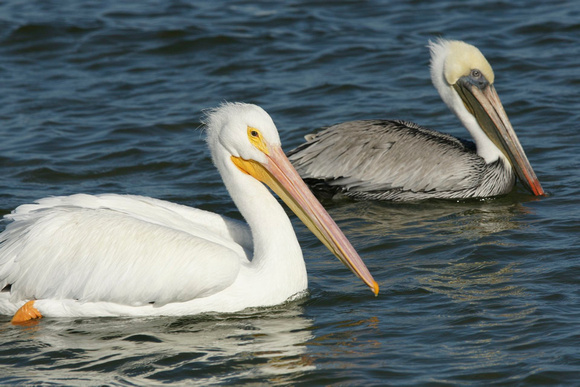 White Pelican and Brown Pelican - Texas