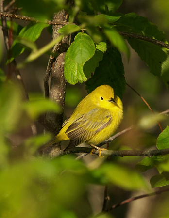 Yellow Warbler - Maine
