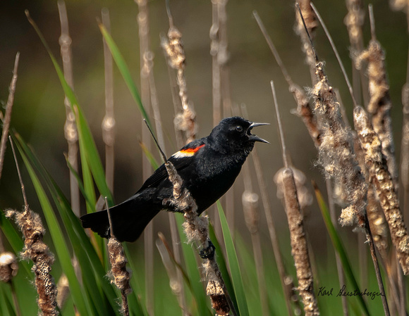 Red-winged Blackbird - Maine