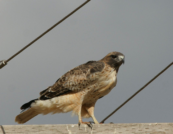 Red-tailed Hawk - Massachusetts