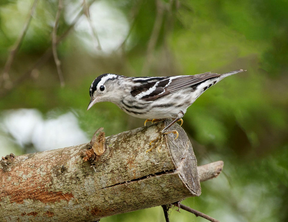 Black-and-white Warbler - Texas