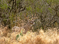 White tailed Deer - Texas