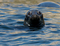 Gray Seal - Maine