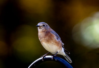Eastern Bluebird  in late October