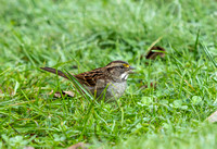 White-throated Sparrow - late October