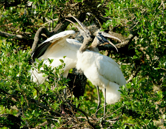 Wood Stork - Florida