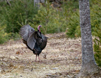 Wild Turkey - Maine