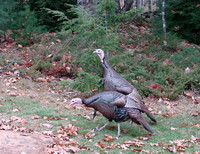 Wild Turkey - Maine