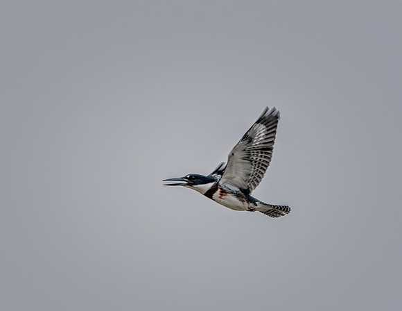 Belted Kingfisher (f) - Maine