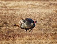 Wild Turkey - Massachusetts