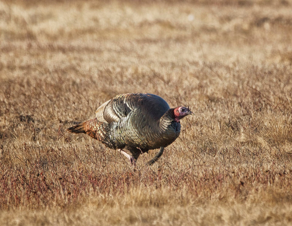 Wild Turkey - Massachusetts