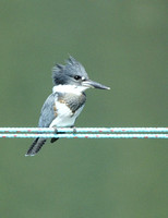 Belted Kingfisher - New Brunswick