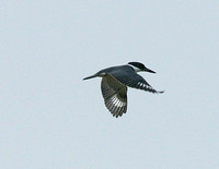 Belted Kingfisher - Maine